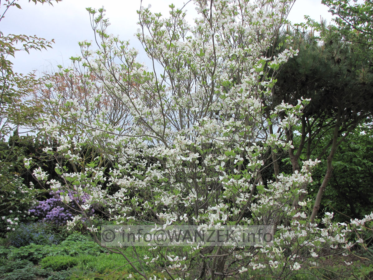 Cornus florida - Solitaer nah Anfang Bluete.JPG